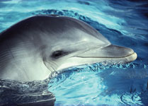 Suche Produkte aus dem Delphin Wasserpflegeprogramm bei T. SCHARNER GmbH